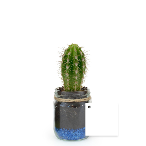 Bleu / Cactus