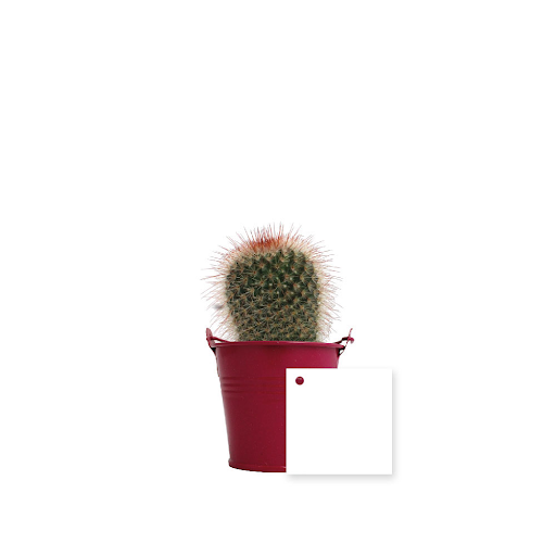 Fushia / Cactus