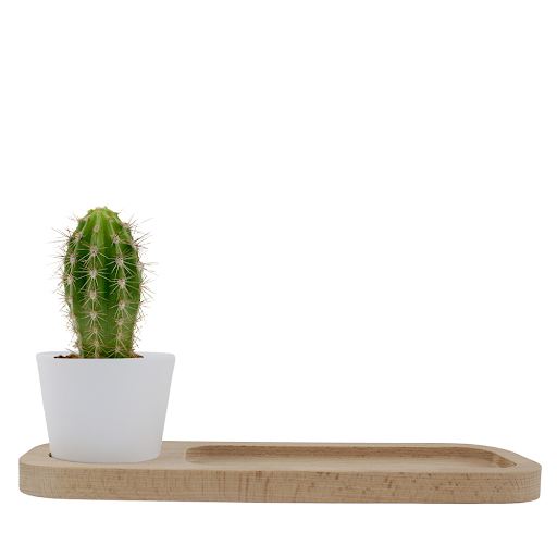 Blanc / Cactus