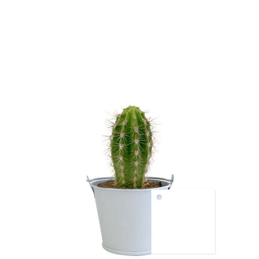 Blanc / Cactus