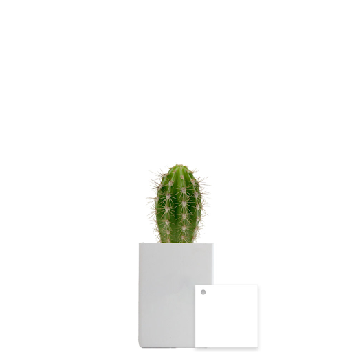 Blanc / Cactus