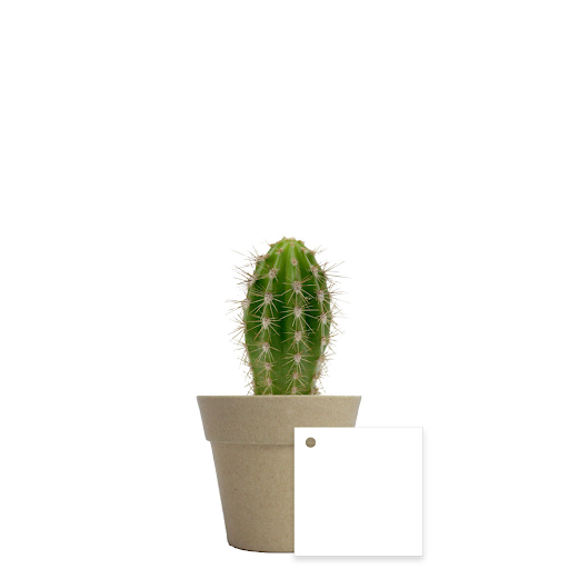 Beige / Cactus