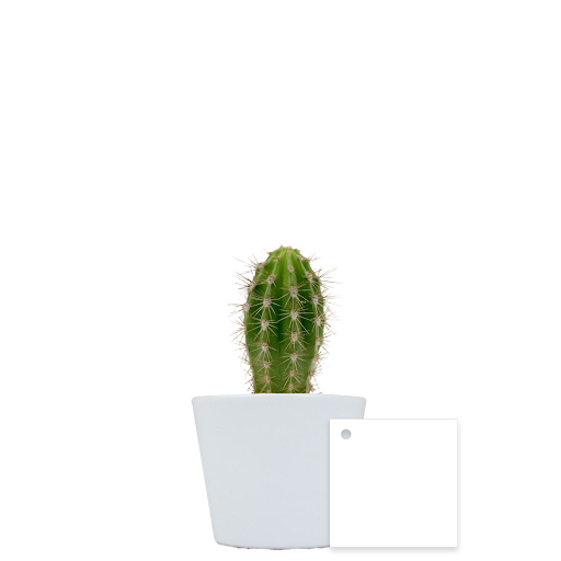 Blanc / Cactus