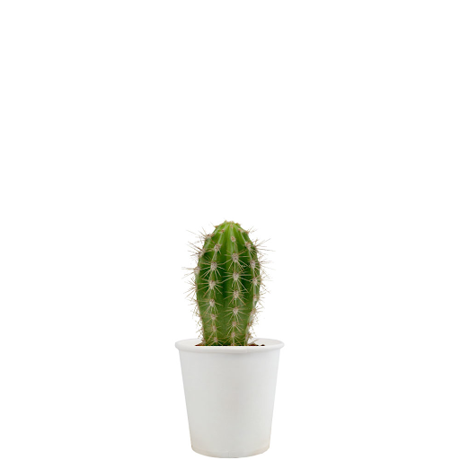 Blanc / Cactus
