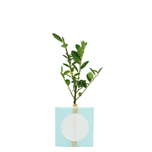 Bleu clair chlorophylle / Buis