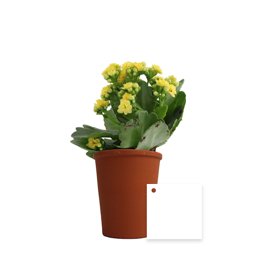 Kalanchoé