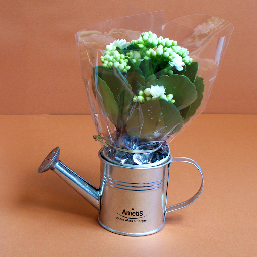 Kalanchoé