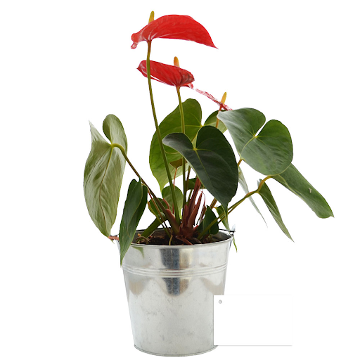 Anthurium