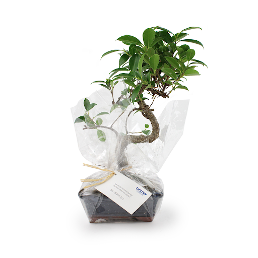 Ficus
