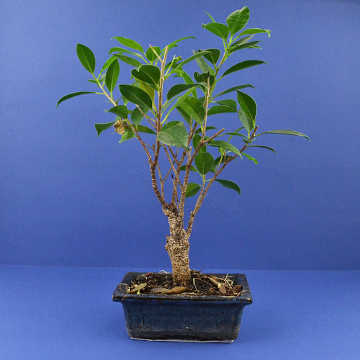 Ficus