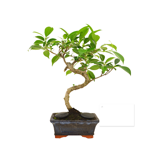 Ficus