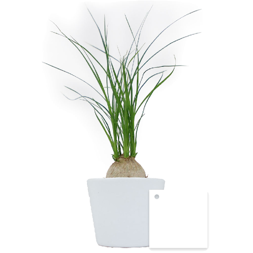 Blanc / Beaucarnea