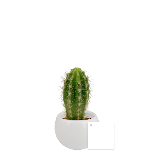 Blanc / Cactus