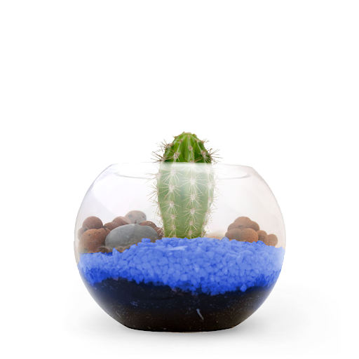 Bleu / Cactus
