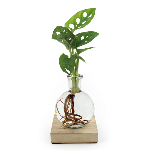 Philodendron