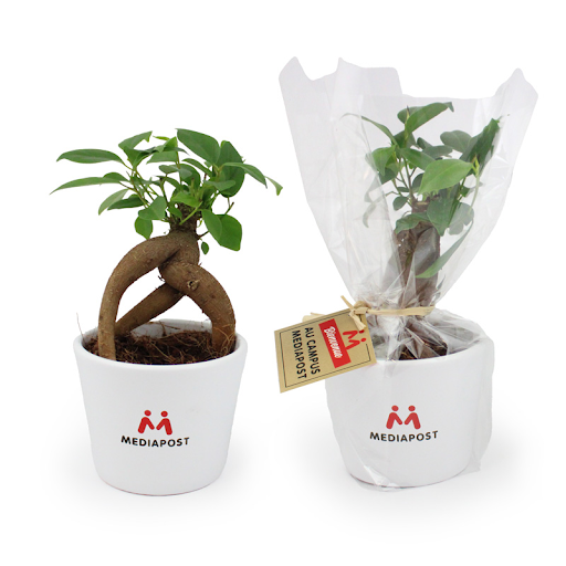 Blanc / Ficus