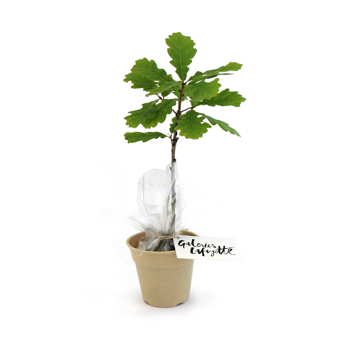 Philodendron