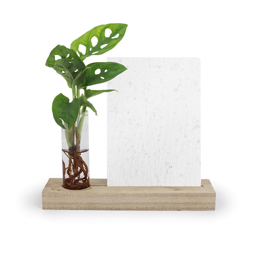 Philodendron