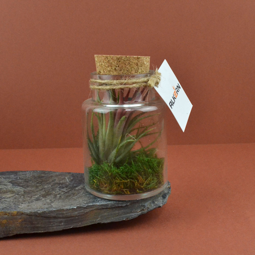 Flacon tillandsia - petit