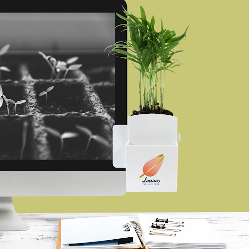 Blanc / Cactus