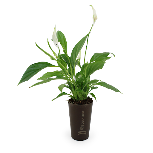 Beaucarnea