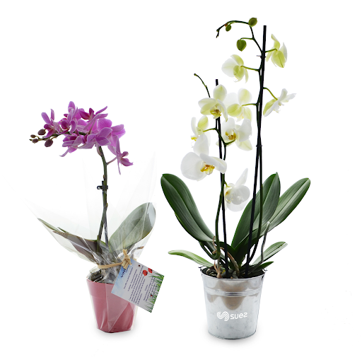 Beige / Orchidée Blanche